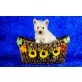 Rüde und Hündin, West Highland White Terrier Welpen - Rüde
