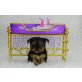Rüde und Hündin, Yorkshire Terrier Welpen - Hündin