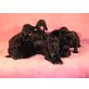 Rüden & Hündinnen, Englischer Cockerspaniel Welpen - Hündin