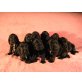 Rüden & Hündinnen, Englischer Cockerspaniel Welpen - Hündin