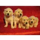 Rüden & Hündinnen, Golden Retriever Welpen - Hündin