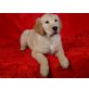 Rüden & Hündinnen, Golden Retriever Welpen - Hündin