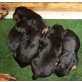 Rüden / Hündinnen, Rottweilerwelpen Welpen - Rüde