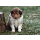 Rüden & Hündinnen 'zur Lewitzperle' VDH/FCI, Collie Welpen - Rüde