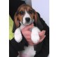 Rüden und Hündin, Beagle Welpen - Rüde