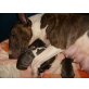Rüden und Hündin, Bullterrier Welpen - Rüde