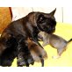 Rüden und Hündin, Französische Bulldogge-MiniBullterrier Welpen - Hündin