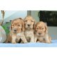 Rüden und Hündinen, Englischer Cockerspaniel - Hündin