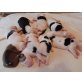 Rüden und Hündinnen, American Bulldog Welpen - Rüde
