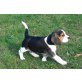 Rüden und Hündinnen, Beagle Welpen - Hündin