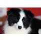 Rüden und Hündinnen, Border-Collie Welpen - Rüde