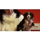 Rüden und Hündinnen, Border-Collie Welpen - Rüde