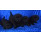 Rüden und Hündinnen, Chow Chow Mischlinge Welpen - Rüde