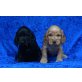 Rüden und Hündinnen, Englischer Cockerspaniel Welpen - Rüde