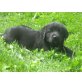 Rüden und Hündinnen, Golden Retriever Mix Welpen - Rüde
