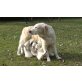 Rüden und Hündinnen, Golden Retriever Welpen - Hündin