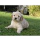 Rüden und Hündinnen, Goldendoodle Welpen - Hündin