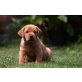 Rüden und Hündinnen, Labrador Retriever Welpen - Rüde