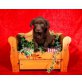 Rüden und Hündinnen, Labrador Retriever Welpen - Rüde