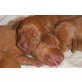 Rüden und Hündinnen, Magyar Vizsla Welpen - Rüde