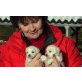 Rüden und Hündinnen, Maltipoo Welpen - Rüde