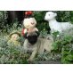 Rüden und Hündinnen, Mops Welpen - Rüde