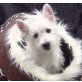 Rüden und Hündinnen, West Highland White Terrier Welpen - Hündin