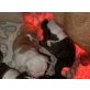 Rüden und Hündinnen vorhanden, Englische Bulldogge Welpen - Rüde