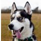 Rüdiger, Husky - Rüde
