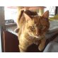 Rufo, Europäische Kurzhaarkatze - Kater