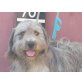 Rufo, einfach toll - Rüde