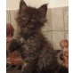 Rufus, Maine Coon - Kater