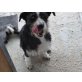 Rufus, Schnauzer Jagdhund Terrier - Rüde