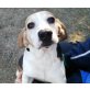 Rumba 2, Beagle - Hündin