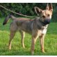 Rumba, freundl. verspielte Schäferhund-Mix - Hündin