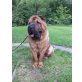 Rumbo, Shar Pei - Rüde