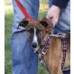 Run, Galgo Mix Welpen - Rüde