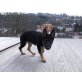 Runa, Deutscher Schäferhund Welpen - Hündin