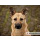 Runa, Schäferhund-Mix - Hündin