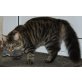 Rupert Giles vom CityPalais, Norwegische Waldkatze - Kater