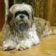 Ruscy  wirklich goldiger kleiner Kerl, Shih Tzu - Rüde