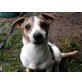 Russelbande, Jack-Russell-Terrier Welpen - Rüde