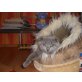 Russisch Blau-Britisch Kurzhaarkater - Kater