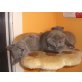 Russisch Blau-Britisch Kurzhaarkatze  - Kater