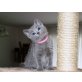 Russisch Blau - Kater