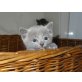 Russisch Blau - Kater
