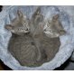 Russisch Blau - Kater
