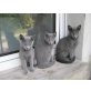Russisch Blau - Kater
