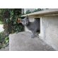 Russisch Blau - Kater