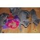 Russisch Blau - Kater